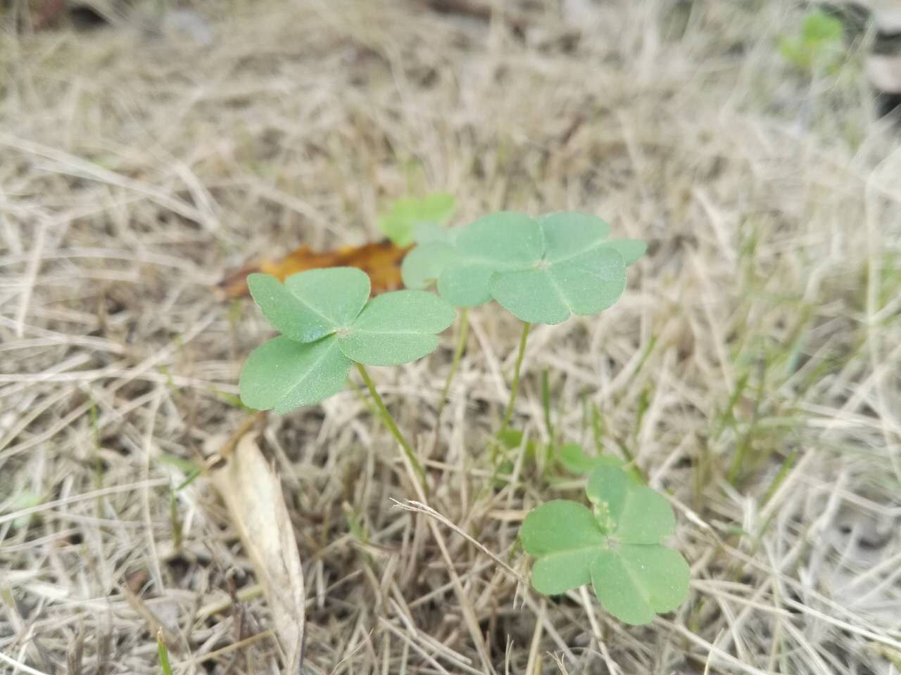 冬天里的绿色——三叶草